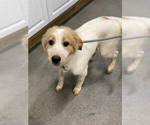 Great Pyrenees-Unknown Mix Dogs for adoption in Forestville, MD, USA