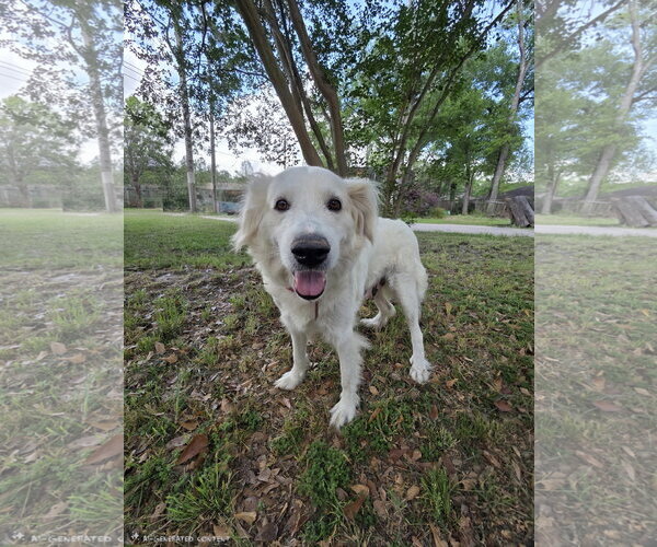 Medium Photo #4 Great Pyrenees Puppy For Sale in Spring, TX, USA