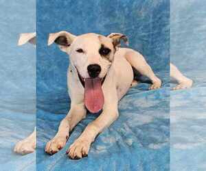 Mutt Dogs for adoption in New York, NY, USA