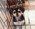 Small #1 ShiChi