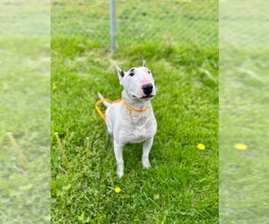 Bull Terrier Dogs for adoption in Ogden, UT, USA