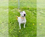 Small Bull Terrier