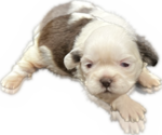 Puppy 1 Shih Tzu
