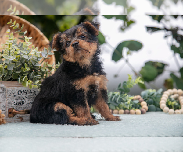 Medium Photo #3 Shorkie Tzu Puppy For Sale in KIRKWOOD, PA, USA