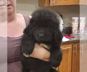 Newfoundland Puppy for Sale in BERESFORD, South Dakota USA