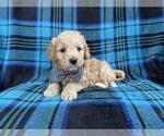 Small #3 Goldendoodle