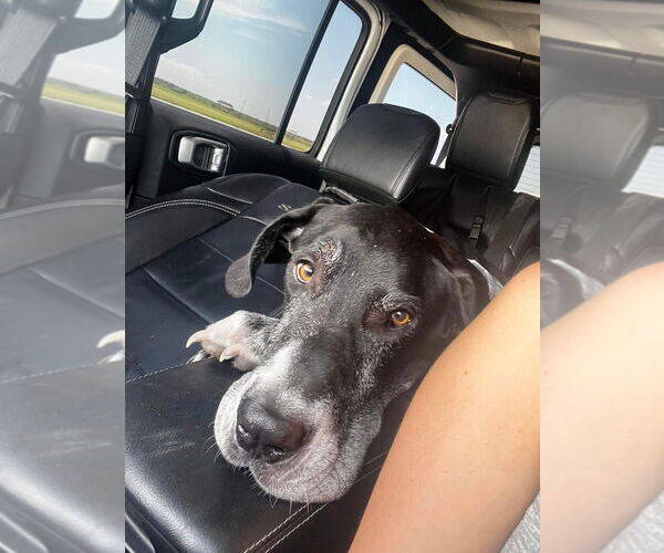 Medium Photo #4 Great Dane Puppy For Sale in Bullard, TX, USA