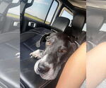 Small #3 Great Dane