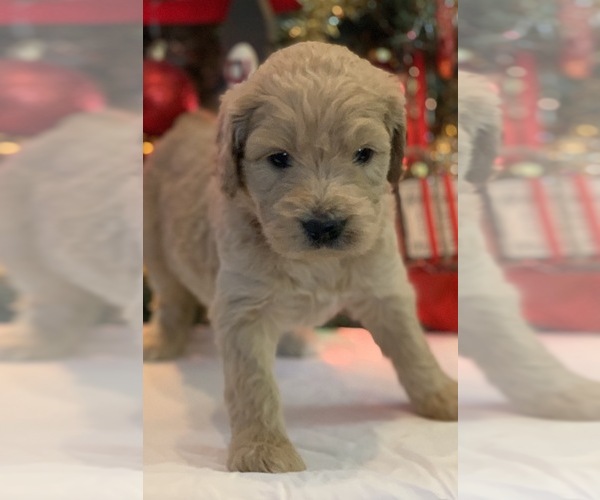 Medium Photo #5 Goldendoodle Puppy For Sale in MORGANTOWN, IN, USA