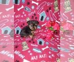 Puppy Luna Yorkshire Terrier
