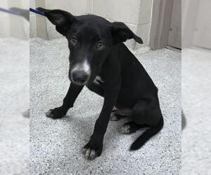 Greyhound-Unknown Mix Dogs for adoption in Conroe, TX, USA