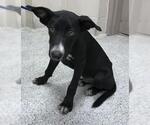 Small Greyhound Mix