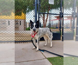 Mutt Dogs for adoption in Elk Grove, CA, USA