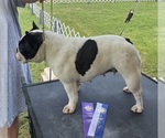 Small Photo #1 French Bulldog Puppy For Sale in LILLINGTON, NC, USA