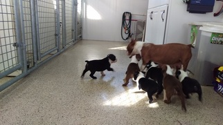 Mother of the Boston Terrier puppies born on 06/22/2018