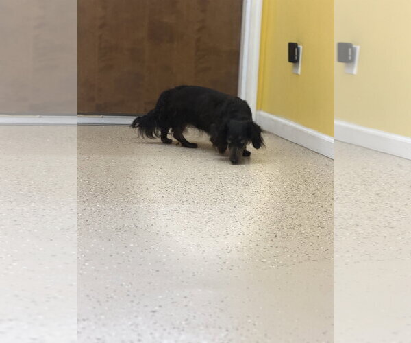 Medium Photo #1 Dachshund Puppy For Sale in York, SC, USA
