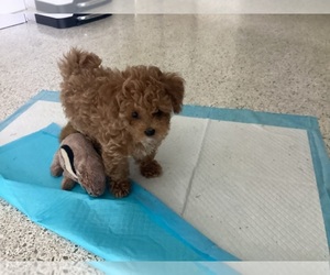 Poodle (Toy) Puppy for sale in GAINESVILLE, FL, USA