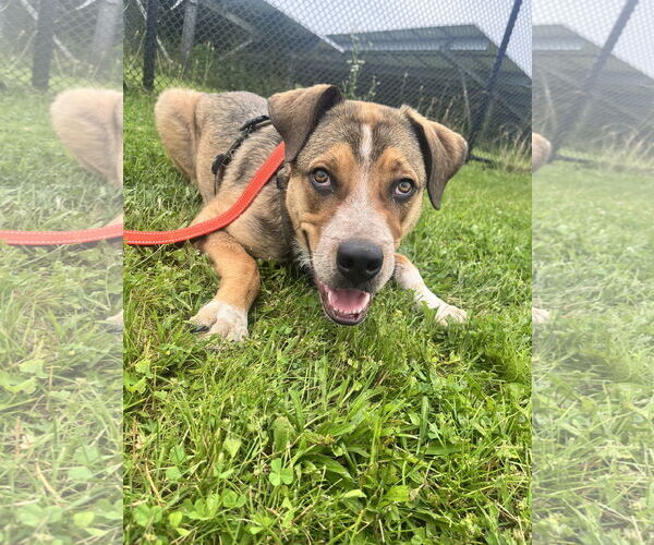 Medium Photo #2 Retriever -Unknown Mix Puppy For Sale in Bridgewater, NJ, USA