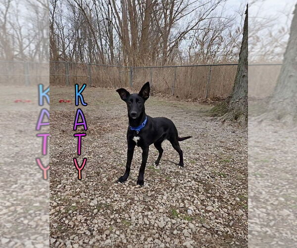 Medium Photo #3 German Shepherd Dog Puppy For Sale in Port Clinton, OH, USA