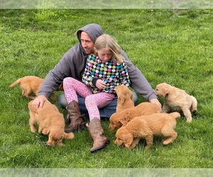 Golden Retriever Puppy for sale in WOODSTOCK, CT, USA
