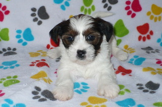 Shorkie Tzu Puppy for sale in ORO VALLEY, AZ, USA