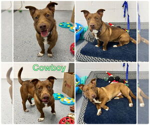 Dachshund Mix Dog for Adoption in Pierceton , Indiana USA