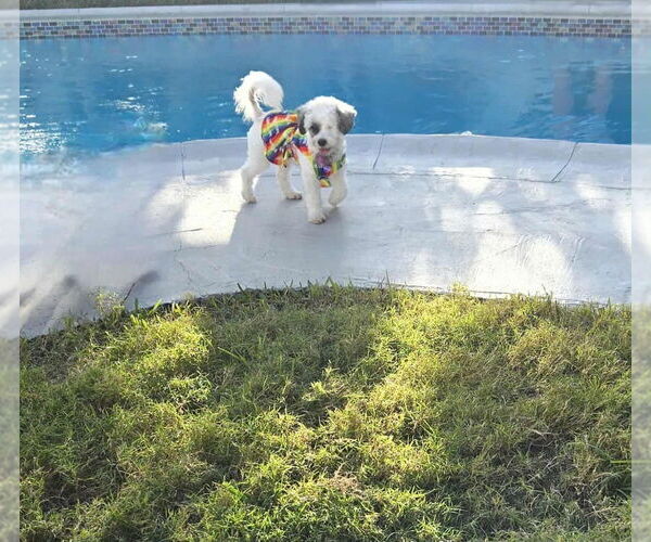 Medium Photo #10 Maltipoo Puppy For Sale in Plantation, FL, USA