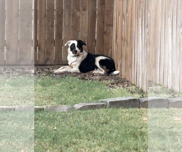 Medium Photo #1 Border Collie Puppy For Sale in Dallas, TX, USA