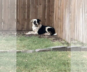 Border Collie Dogs for adoption in Dallas, TX, USA