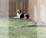 Blaze - Male Border Collie Dog for Adoption - Small photo