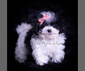 Maltipoo (Toy) Puppy for sale in WARSAW, IN, USA