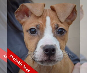 Boxer-Bull Terrier Mix Dogs for adoption in Huntley, IL, USA