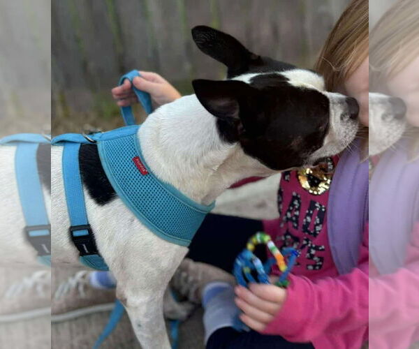 Medium Photo #3 Faux Frenchbo Bulldog Puppy For Sale in Princeton, MN, USA