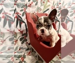 Small Photo #10 French Bulldog Puppy For Sale in CHIEFLAND, FL, USA