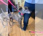Small #2 Greyhound