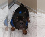 Small Bulldog Mix