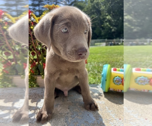 Medium Photo #8 Labrador Retriever Puppy For Sale in NEOLA, WV, USA
