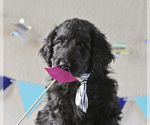 Small Photo #4 Aussiedoodle Puppy For Sale in MONTROSE, CO, USA