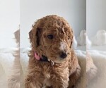 Puppy 8 Goldendoodle