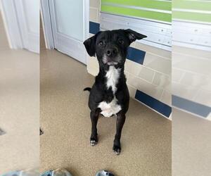 Beagle-Unknown Mix Dogs for adoption in Grand Prairie, TX, USA