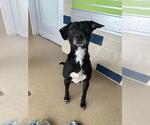 Small Beagle Mix