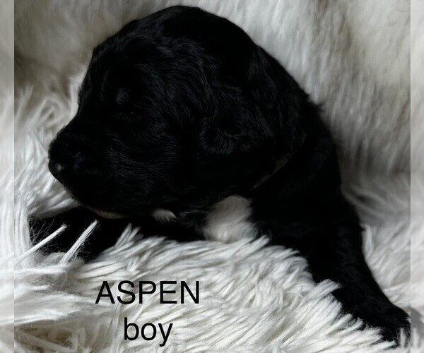 Medium Photo #19 Sheepadoodle Puppy For Sale in BUFFALO, MN, USA