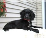 Puppy Remington Cocker Spaniel-Miniature Bernedoodle Mix