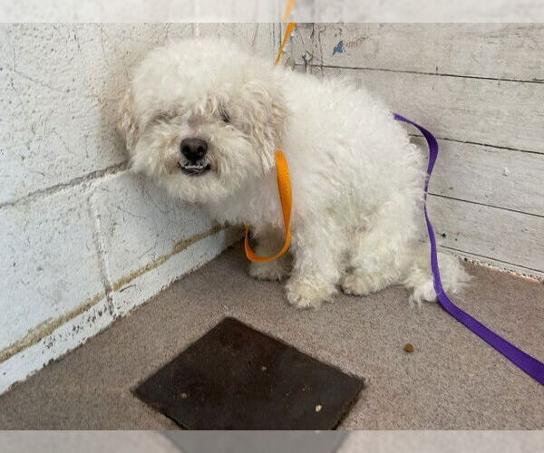 Medium Photo #1 Maltese-Unknown Mix Puppy For Sale in San Bernardino, CA, USA