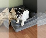 Small #10 Jack Russell Terrier Mix