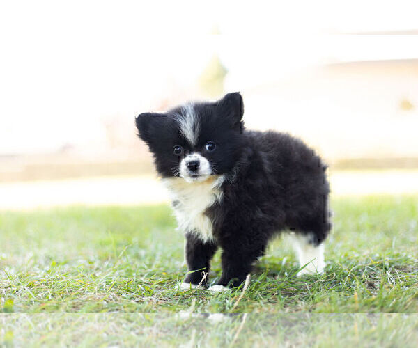 Medium Photo #4 Pomeranian Puppy For Sale in WARSAW, IN, USA
