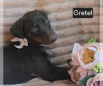 Small #3 Doberman Pinscher