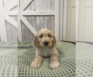 Goldendoodle Puppy for Sale in PINE RIVER, Minnesota USA