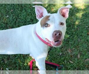 American Staffordshire Terrier Dogs for adoption in Tallahassee, FL, USA