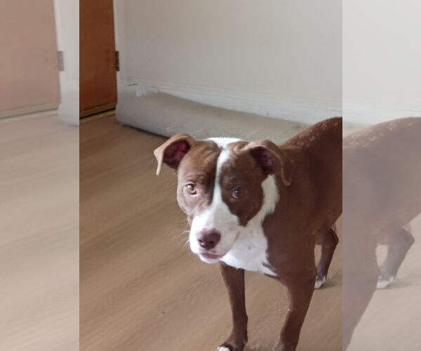 Medium Photo #3 Mutt Puppy For Sale in Holly Springs, NC, USA